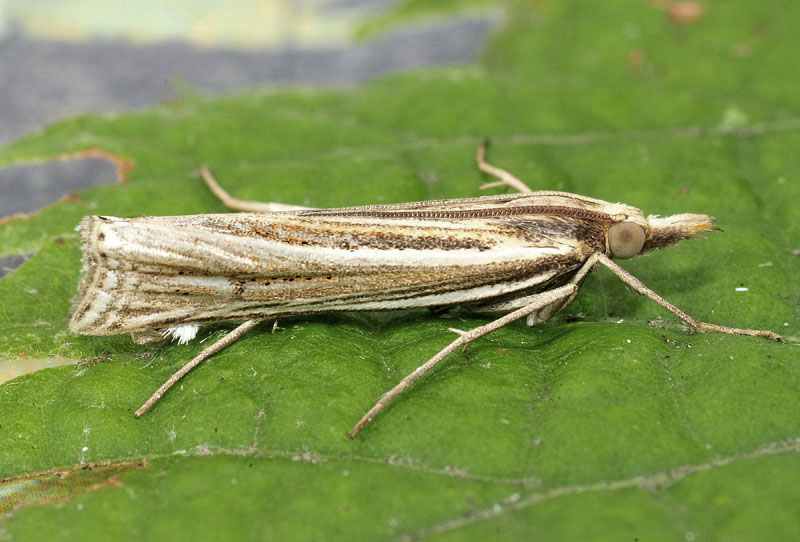 Crambidae - Ancylolomia tentaculella